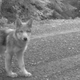 Illustration for article titled These Adorable Wolf Pups Could Be Californias First In 100 Years